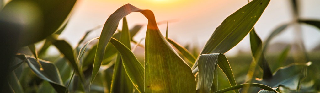 Photo of Successful Defense of Multinational Agrochemical Company