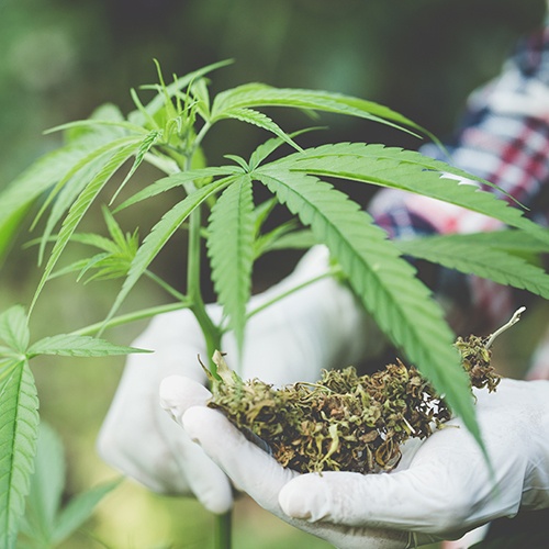 Industrial Hemp – Poised for Growth in West Virginia?