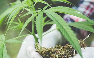 Industrial Hemp – Poised for Growth in West Virginia?
